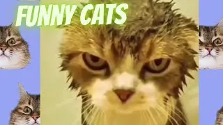 😹 ROFL Cats Compilation Hilarious Kitty Fails & Epic LOL Moments! 😂 #FunnyCats #CatVideos #CrazyCats