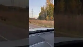 Медведь в Ханты-Мансийске