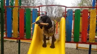 Ava - Russian Spaniel - Walking and Training
