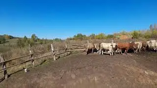 ДЕВЯТЫЙ месяц откорма бычков