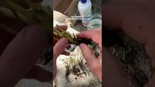 Саженцы с вайлдберриз🍓 