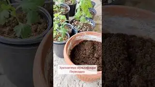#хризантема #уходзарастениями #мультифлора #растениядлясада #цветыдлясада #пересадка
