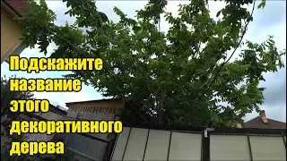 Солнечный день. Благодарю за помощь. День города. Скрипят двери. Воробей в кустах. Крупная морковь.