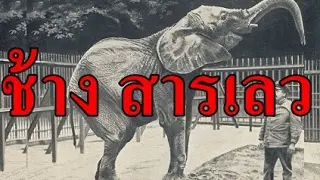 แมร์รี่ ช้างที่ถูกโทษประหารชีวิต