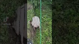 пипи пупу чек