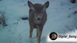 A Deer Migration You Have to See to Believe @digital_being @BrendanJFox@We_Love_Animals