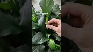 Fixing a yellowed leaf #peacelily