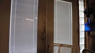 The Cicadas!