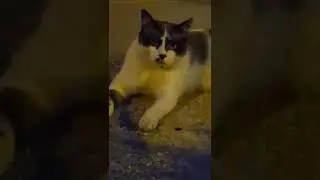 Лоренцо-Испанский Кот с Человеческими Глазами🤗🇪🇦