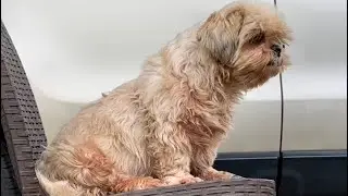 DIY: Grooming 2 Shih Tzus Quick and Fast