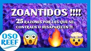25 razones por las que se retraen o mueren los zoantidos