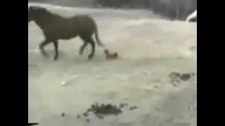Щенок схватил лощадь за хвост...