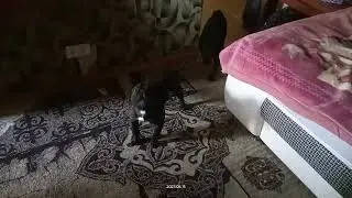 Боимся телефона