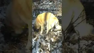 Мясо на сухарь не меняю