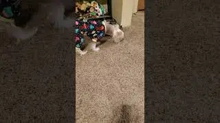 Kenji first real beef bone! (Chinese Crested Dog)