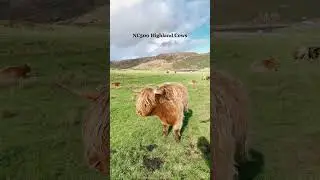 Is this the Cutest Cow on the NC500?