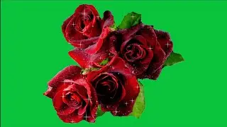 rose flower green screen | rose flower animation green screen | green screen flower effect