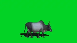 Male Indian Black Cow Green Screen | Walk Black And White Cow Video