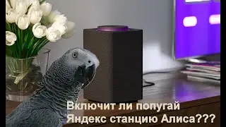 Говорящий попугай  Жако Бендер Громов говорит с яндекс Алисой 