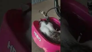 Crazy ponnu