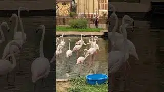 Казанский зоопарк