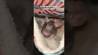 Meet The Mischief! (Rat Pack Update 2025)