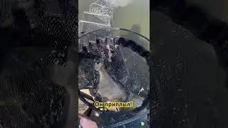 Рыбалка на фидер. Он всё-таки приплыл в гости!