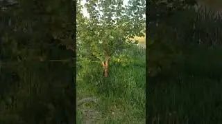 вагітність // планування вагітності