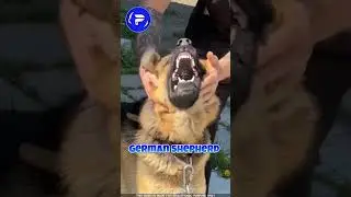 😱 கடைசிவர பாருங்க | Dangerous Dogs  #shorts
