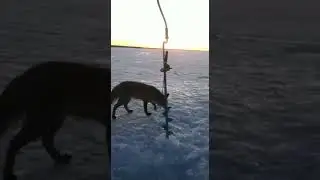 Лиса на рыбалке).