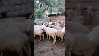 Продам баранину, ягнятину.