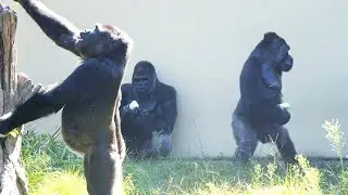 Gorillas Feeling Better | The Shabani's Group