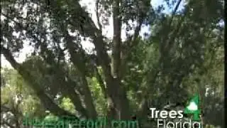 Maintained Trees Cause Less Damage in a Hurricane -  Spanish