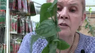 A master class on planting plants on a block using dischidia as an example.
