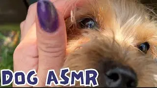 Doggy petting ASMR 🐕 🐶 🐩