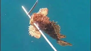 Zıpkınla Eşkina, Karagöz, İskorpit Avı - Spearfishing Corvina, Sea Bream and Scorpionfish