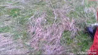 Я собираю грибы