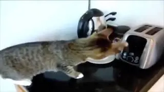 ПРИКОЛЫ С КОШКАМИ  Забавный кот НОВОЕ ВИДЕО ПОДБОРКА С КОШКАМИ