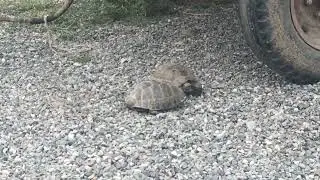 Turtle mating