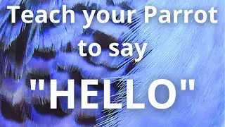 Teach your Parrot to say 