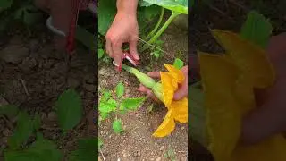 "Tiny Plant Cutter: Precision Trimming for Delicate Greenery