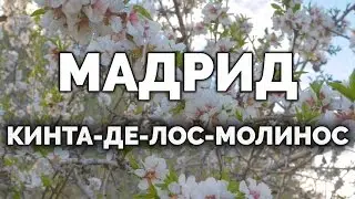Миндальные деревья в цвету, сюрприз в парке Кинта-де-лос-Молинос