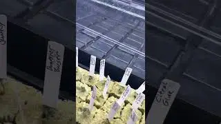 RKS Road kill skunk, Heime Cheeba strain grow,pheno hunt, & Preservation week #2-3.