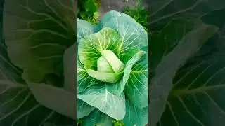 Капуста 💪👍