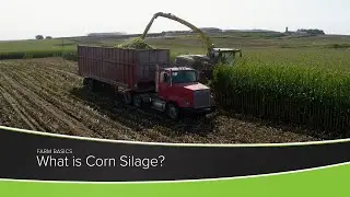 What is Corn Silage?