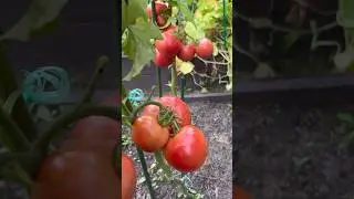 Томаты #помидоры #СадДача