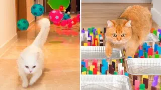 What Toys Do Cats Love? #12