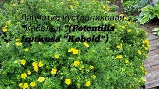 Лапчатка кустарниковая "Кобольд" (Potentilla fruticosa "Kobold" ) 