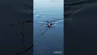 Утренний заплыв😉