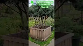 Ходим-бродим, суету наводим😁 